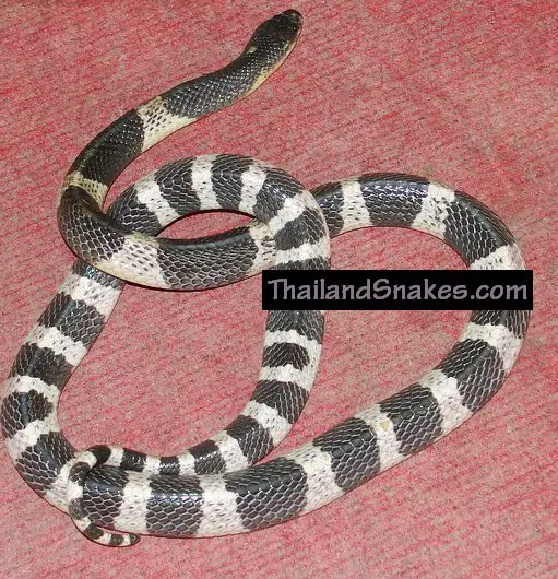 Milk Snake Venom: Truth Behind the Common Myth