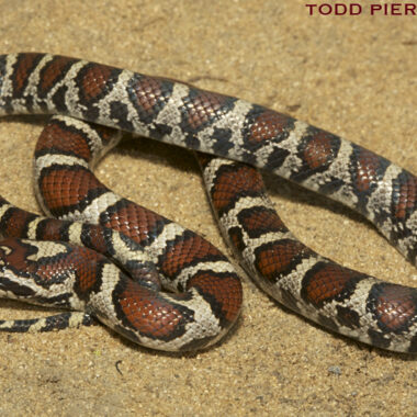 Milk Snake vs King Snake: Key Differences Guide