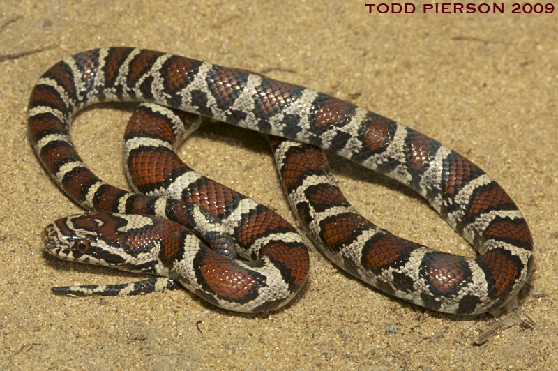 Milk Snake vs King Snake: Key Differences Guide