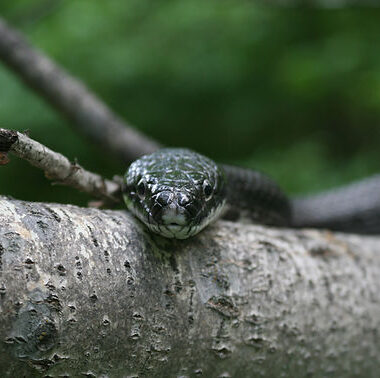 Milk Snake vs Rat Snake: Species Comparison