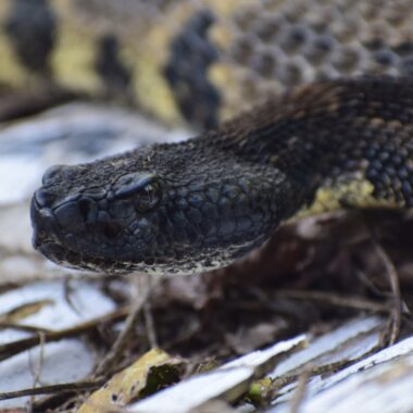 Mississippi King Snake: River Valley Species