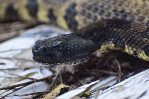 Mississippi King Snake: River Valley Species