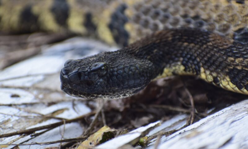 Mississippi King Snake: River Valley Species