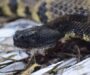 Mississippi King Snake: River Valley Species