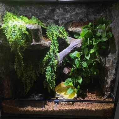 Must-Have Accessories for Ball Python Enclosures