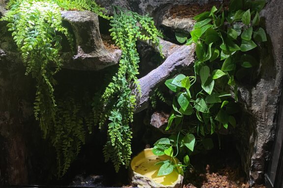 Must-Have Accessories for Ball Python Enclosures