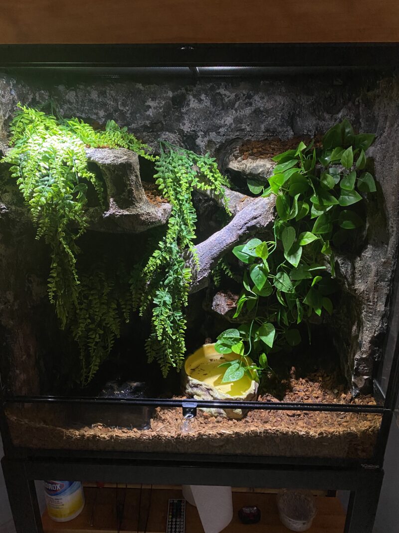 Must-Have Accessories for Ball Python Enclosures