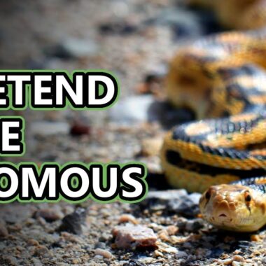 Myths About Gopher Snakes: Truth vs Fiction