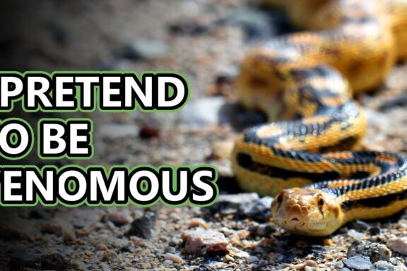 Myths About Gopher Snakes: Truth vs Fiction