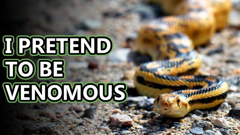 Myths About Gopher Snakes: Truth vs Fiction