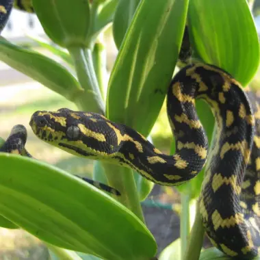 Natural Predators of Carpet Pythons: Guide