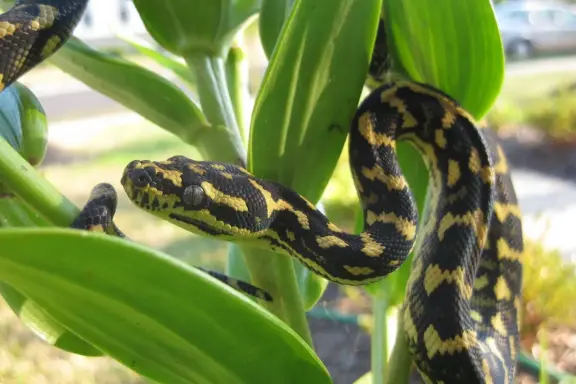 Natural Predators of Carpet Pythons: Guide