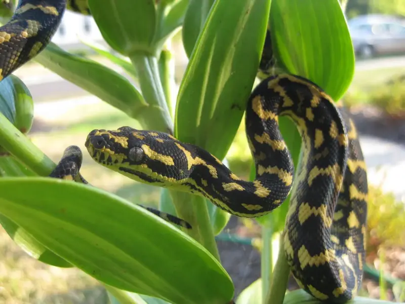 Natural Predators of Carpet Pythons: Guide