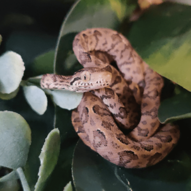 Natural Predators of Tree Boas: Survival Facts