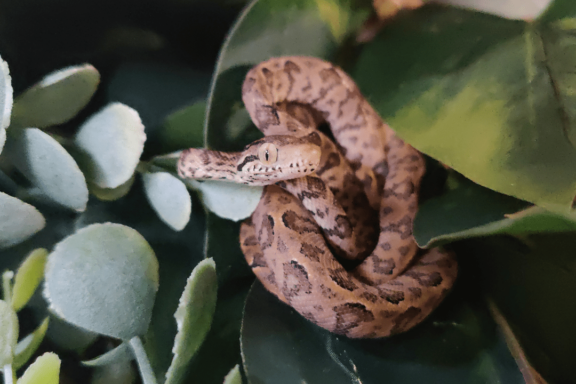 Natural Predators of Tree Boas: Survival Facts