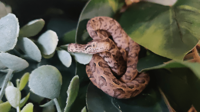 Natural Predators of Tree Boas: Survival Facts