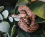 Natural Predators of Tree Boas: Survival Facts