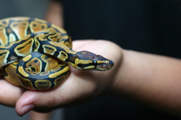 Nighttime Temperature Settings for Ball Pythons