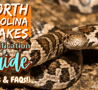 North Carolina King Snake: Local Species Guide