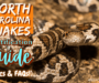 North Carolina King Snake: Local Species Guide