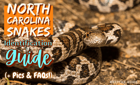 North Carolina King Snake: Local Species Guide