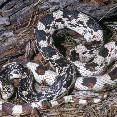 North Carolina Pine Snake: Complete Species Guide