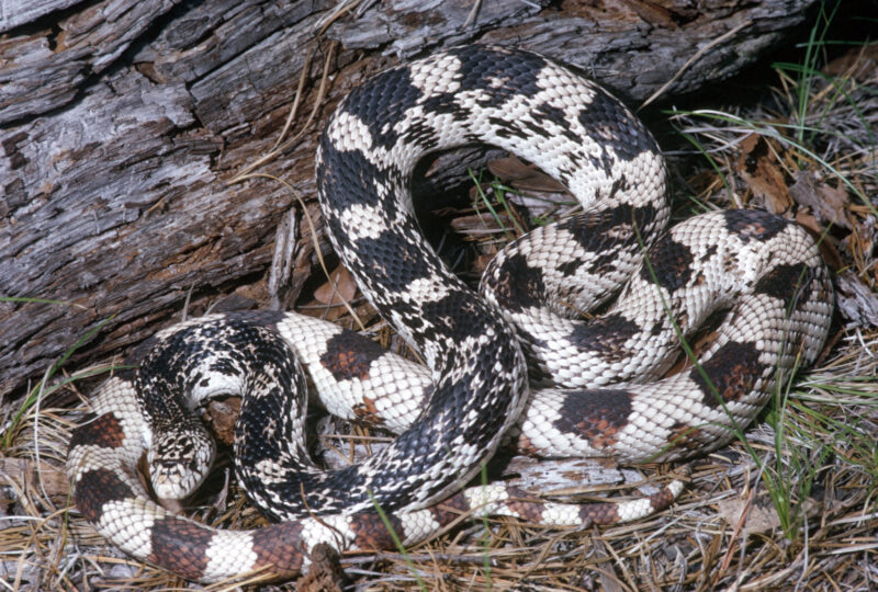 North Carolina Pine Snake: Complete Species Guide