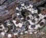 North Carolina Pine Snake: Complete Species Guide