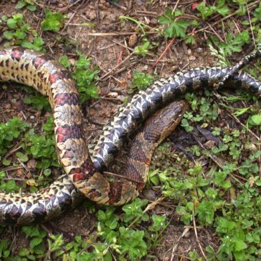 Northern Water Snake Facts: Species Profile