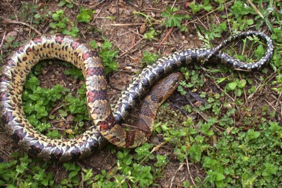 Northern Water Snake Facts: Species Profile