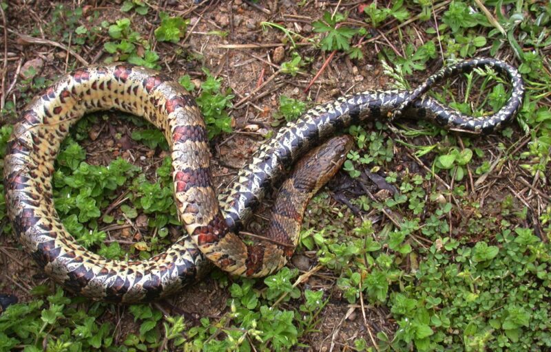 Northern Water Snake Facts: Species Profile