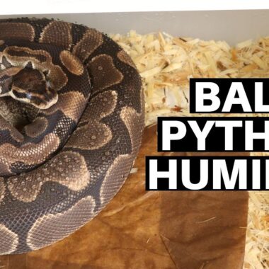 Optimal Humidity Levels for Ball Pythons