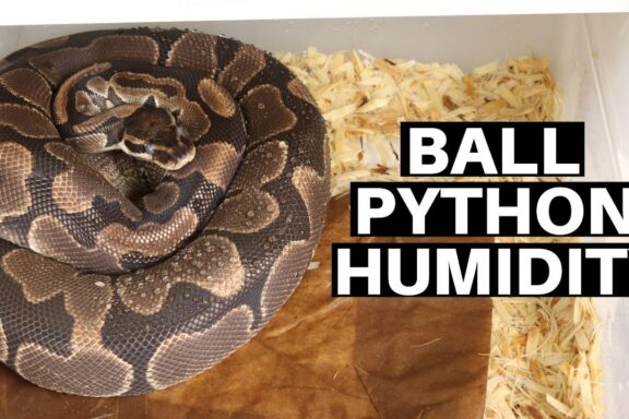 Optimal Humidity Levels for Ball Pythons