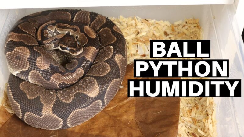 Optimal Humidity Levels for Ball Pythons