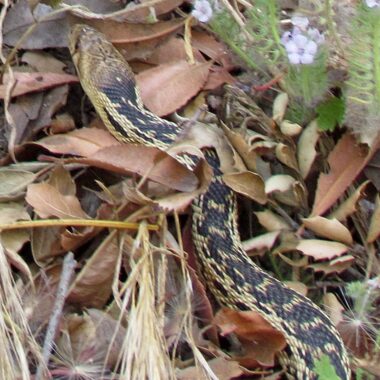 Pacific Gopher Snake: Complete Guide to This Coastal Species