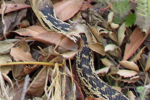 Pacific Gopher Snake: Complete Guide to This Coastal Species