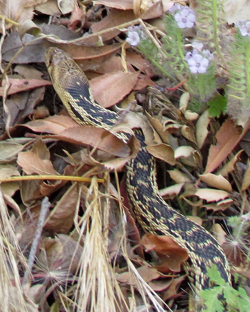 Pacific Gopher Snake: Complete Guide to This Coastal Species