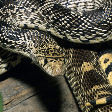 Pacific Gopher Snake Habitat: Essential Guide