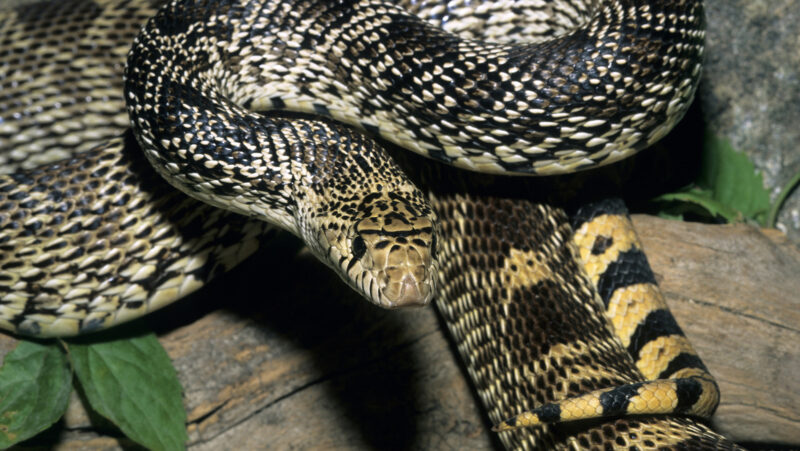 Pacific Gopher Snake Habitat: Essential Guide