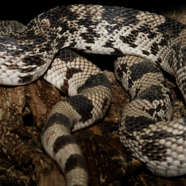 Pine Snake Alabama: Species Guide & Distribution