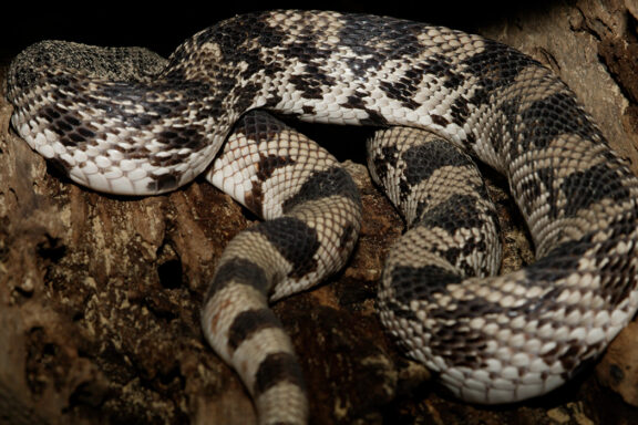 Pine Snake Alabama: Species Guide & Distribution