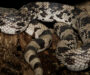 Pine Snake Alabama: Species Guide & Distribution