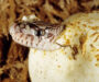 Pine Snake Diet: Feeding Habits & Nutrition Guide