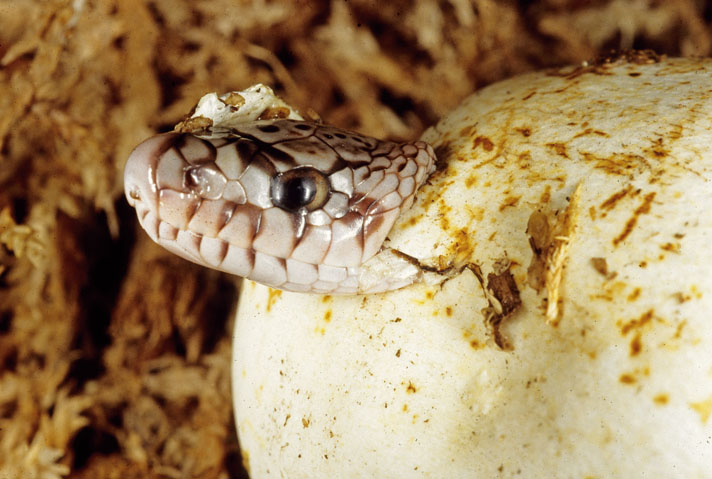 Pine Snake Diet: Feeding Habits & Nutrition Guide