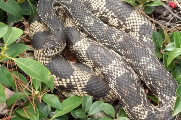 Pine Snake Florida: Complete Guide to Local Species