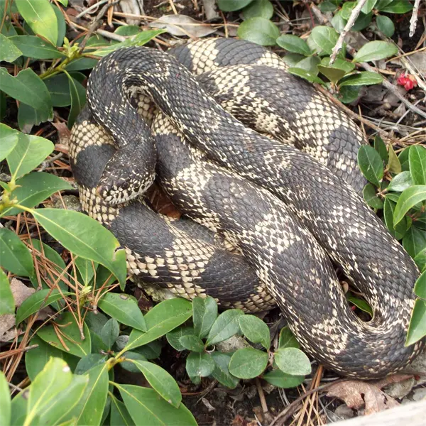 Pine Snake Florida: Complete Guide to Local Species