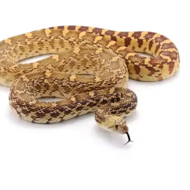 Pine Snake Georgia: Distribution & Habitat Guide