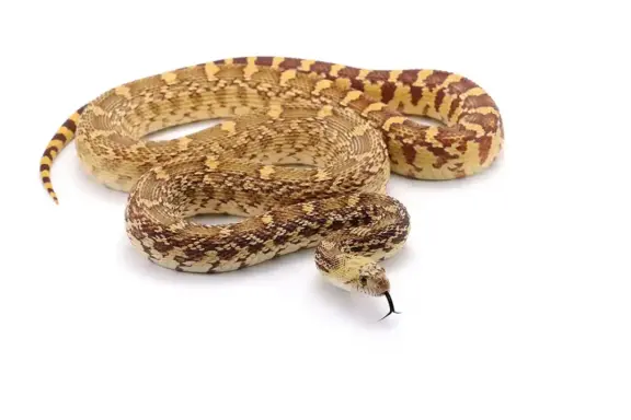 Pine Snake Georgia: Distribution & Habitat Guide