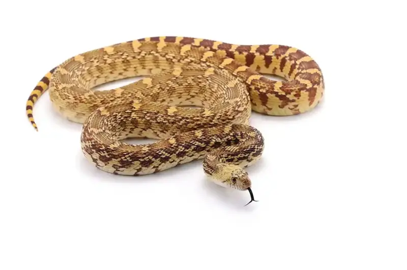 Pine Snake Georgia: Distribution & Habitat Guide