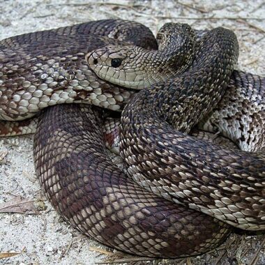 Pine Snake Louisiana: Local Species Information